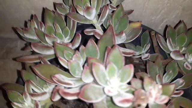 Echeveria Pulvinata Ruby Blush com cochonilhas e pulgão.solução prática #suculenta #cultivo смотреть онлайн