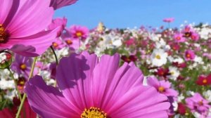 Красивая музыка Сергея Чекалина! Сборник ЛУЧШИХ Мелодий от которых мурашки по телу...музыка 2021