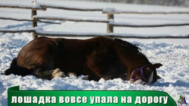 Как ВОЛКИ спасли меня от смерти смотреть онлайн