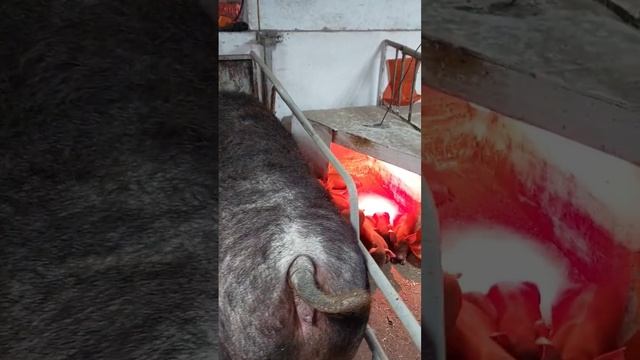 #миллион на свиньях открыта бронь на поросят породы Дюрок. смотреть онлайн