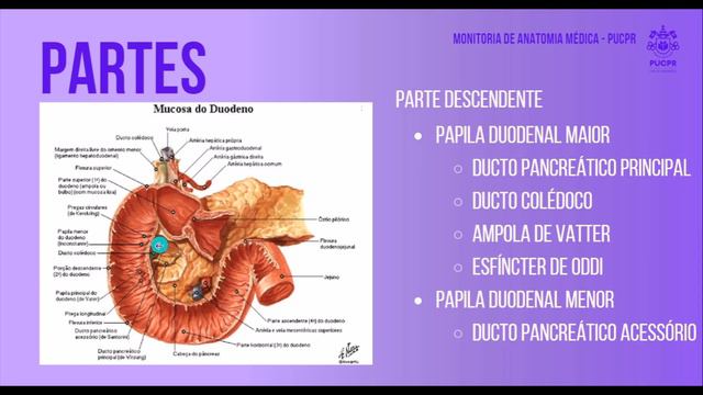 Duodeno - Monitoria de Anatomia Médica PUCPR смотреть онлайн
