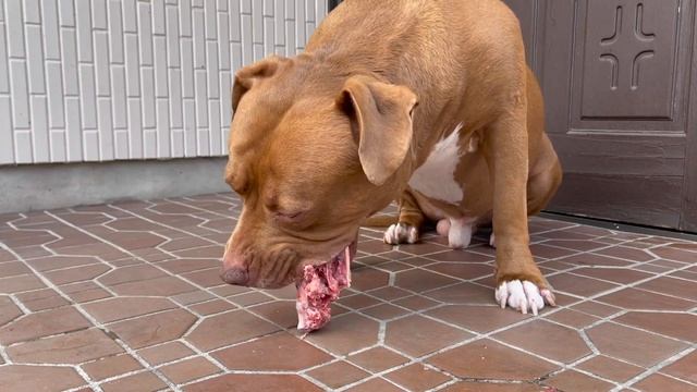 ASMR MUKBANG PITBULL VS BIG DEER BONE смотреть онлайн