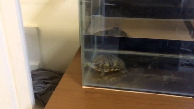 Новый Аквариум Для Черепахи смотреть онлайн