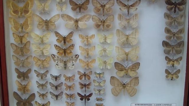 Lasiocampidae. Коконопряды. смотреть онлайн