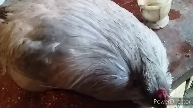 Старый Проверенный Способ для Кур Несушек!//Берёзовый Деготь//Как Обрезать Клюв Курам?! смотреть онлайн