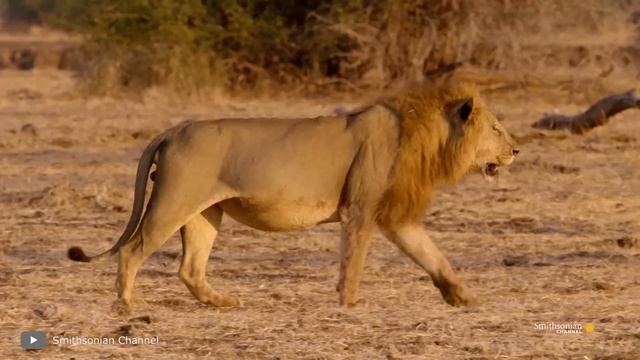 100 Неожиданных и Редких Моментов с Животными, Снятых на Камеру смотреть онлайн