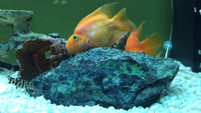 Рыба попугай мечет икру смотреть онлайн