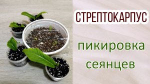Стрептокарпус. Пикировка сеянцев. Ёмкости для сеянцев. В тепличке или без неё. Какие отсаживать.
