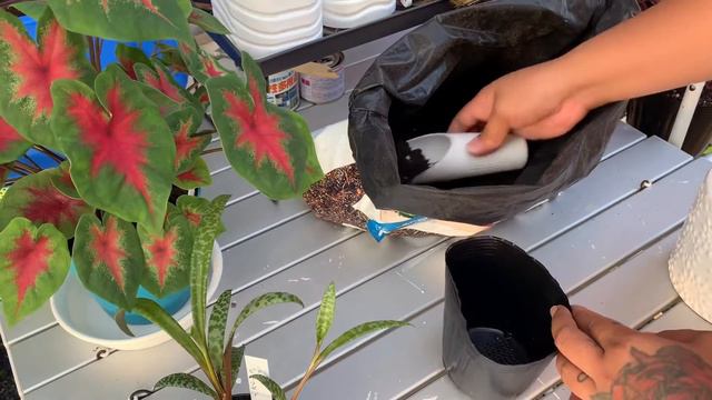 How to Repot Caladium and Silver Squill смотреть онлайн