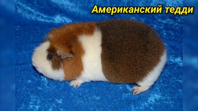 Породы морских свинок. Виды морских свинок смотреть онлайн