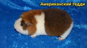 Породы морских свинок. Виды морских свинок