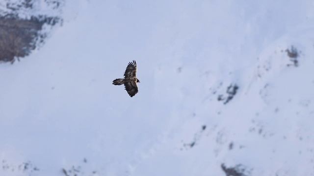 VULTURE : The Story of the Bearded Vulture смотреть онлайн