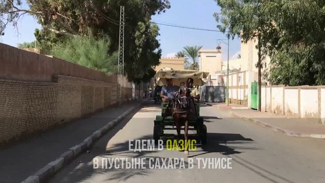 Как растут бананы и финики. Удивительные факты смотреть онлайн