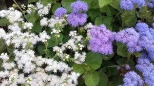 Мой сказочный агератум! Цветение агератума