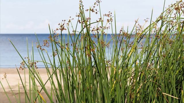 Болоньский заповедник - водно-болотное угодье международного значения смотреть онлайн
