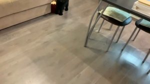 Команда КО МНЕ Дрессировка Щенка Карликовый Пудель Натуралка ужин