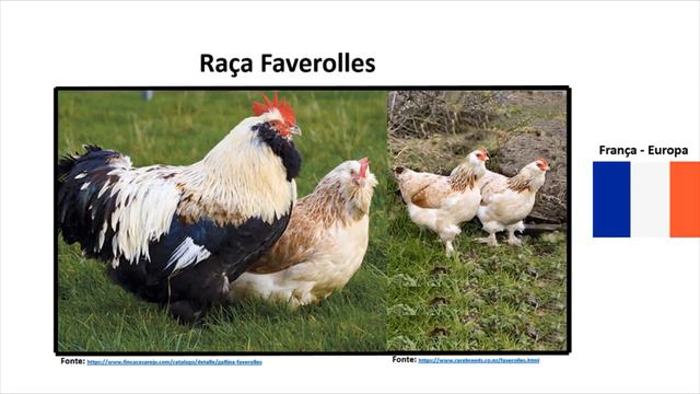 5 RAÇAS de GALINHAS INCRÍVEIS: Veja a relação DELAS com o SER HUMANO #3 Curiosidade na AVICULTURA смотреть онлайн