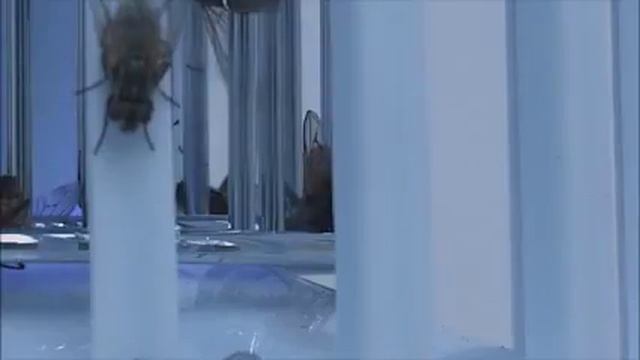 Крушка против комари ZappLight смотреть онлайн