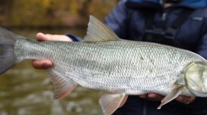 ЖЕРЕХ, осенняя ловля на стримеры. Снасть для жереха, тактика ловли, лучшие стримеры для осени.