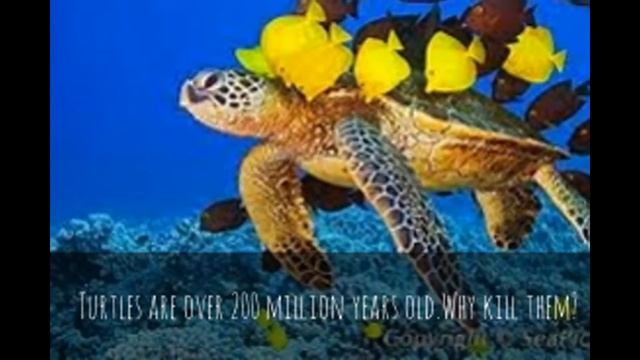 Save The Turtles O.S.T.T. смотреть онлайн