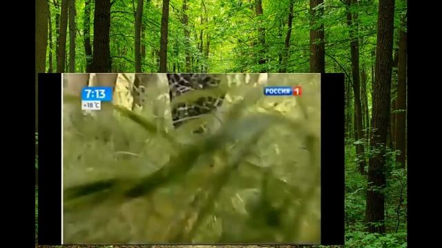 Нашествие гадюк на Центральную Россию смотреть онлайн