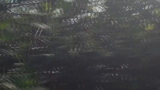 Xylocopa varipuncta Ecological Video смотреть онлайн