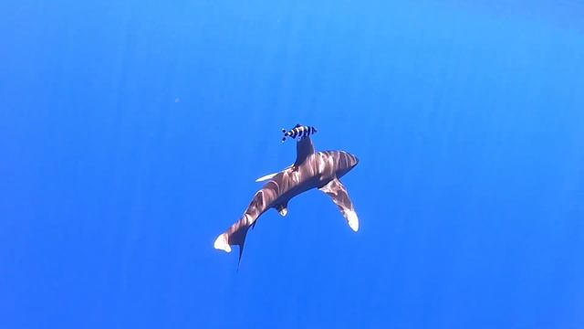 Oceanic whitetip shark. Длиннокрылая акула смотреть онлайн