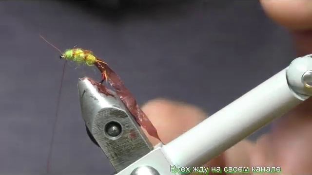 Личинка веснянки смотреть онлайн