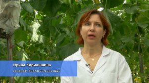 КРИСТАЛОН для огурцов - универсальное водорастворимое удобрение