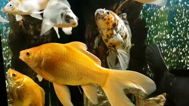 Мой аквариум с кометами и карпами кои на 400 литров смотреть онлайн