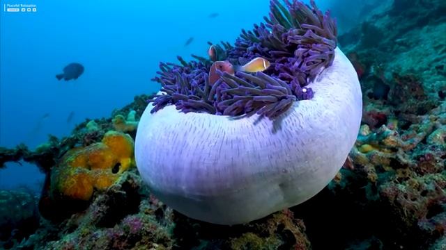 The Ocean 4K - Sea Animals For Relaxation, Beautiful Coral Reef Fish In The Ocean (4K ULTRA HD)