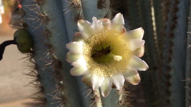 Honeybee visits Pilosocereus cactus flower смотреть онлайн