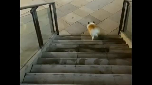 Corgi walking down stairs смотреть онлайн