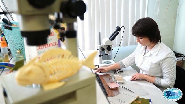 Анонсировано создание научного морского центра мирового уровня (НЦМУ) смотреть онлайн