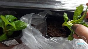 Весеннее черенкование крупнолистной гортензии. ЭКСПЕРИМЕНТ!