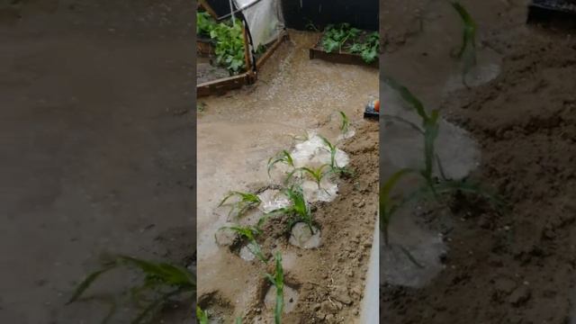 Град летом смотреть онлайн