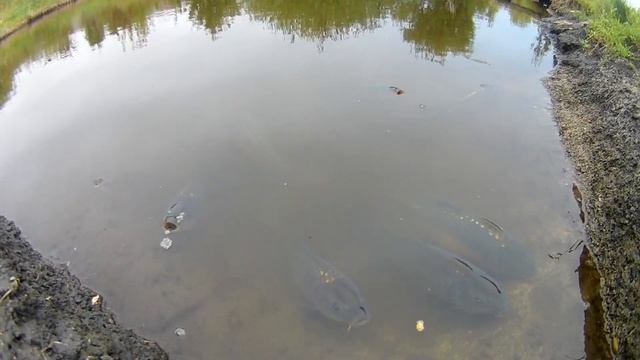 Домашние карпы. Пруд на участке для разведения рыбы, выращивание карпа. смотреть онлайн