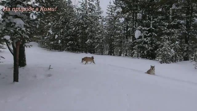 Поход в лес на лыжах с собаками. 2/2