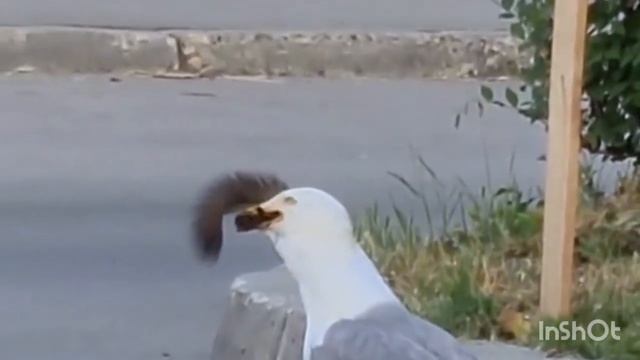 Чайка съела белку.