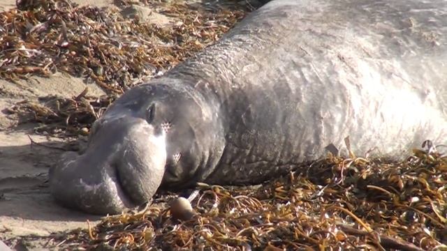 США морские слоны кайфуют смотреть онлайн