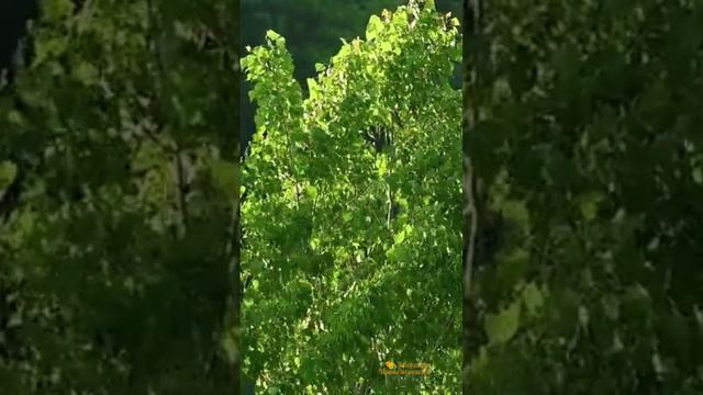 ИЮНЬ смотреть онлайн