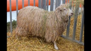 Мелкий рогатый скот на выставке Золотая Нива-2012