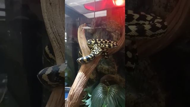jungle carpet python! #reptiles #animals #snakes смотреть онлайн