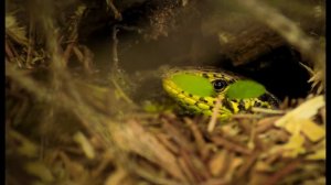 Macro photos 2 - Nikon Coolpix L340 Bridge compact camera