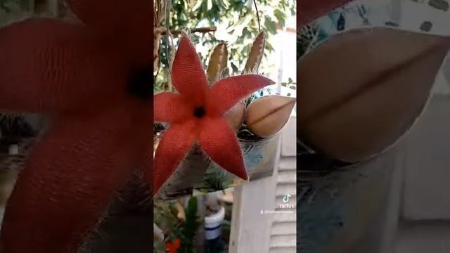 Stapelia Gigantea. Maferny & Artplants смотреть онлайн
