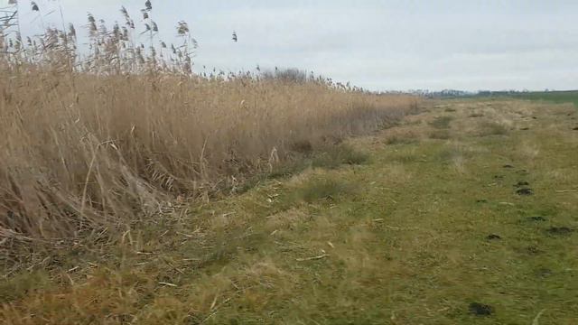 Охота с эстонской гончей. 02.01.2018г. смотреть онлайн