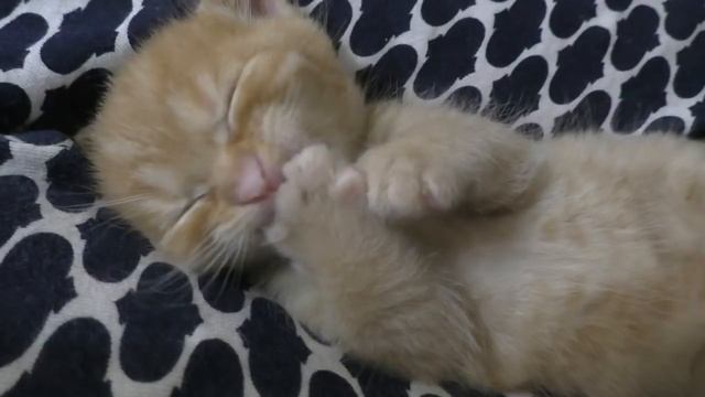 МИЛЫЙ РЫЖИЙ КОТЕНОК ИЩЕТ ХОЗЯИНА//Отдам котенка смотреть онлайн