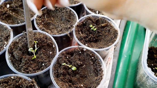 ИБЕРИС ПОРА ПИКИРОВАТЬ. СЕЯНЦЫ ВЫТЯНУЛИСЬ. УГЛУБЛЯЮ ДО СЕМЯДОЛЕЙ. смотреть онлайн