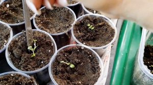 ИБЕРИС ПОРА ПИКИРОВАТЬ. СЕЯНЦЫ ВЫТЯНУЛИСЬ. УГЛУБЛЯЮ ДО СЕМЯДОЛЕЙ.