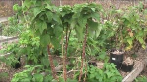 Подготовка МАЛИНОВОГО ДЕРЕВА к зимовке правильно!!! // Секреты хороших урожаев.